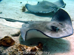 Stingray from Stingray City in Grand Cayman.  Photo taken... by Bonnie Conley 